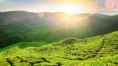 Cameron highland üstüne bakış açısı