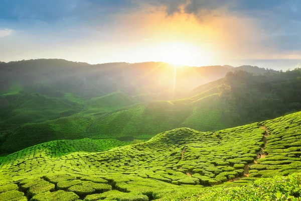 Aussichtspunkt auf dem Gipfel des cameron highland — Stockfoto