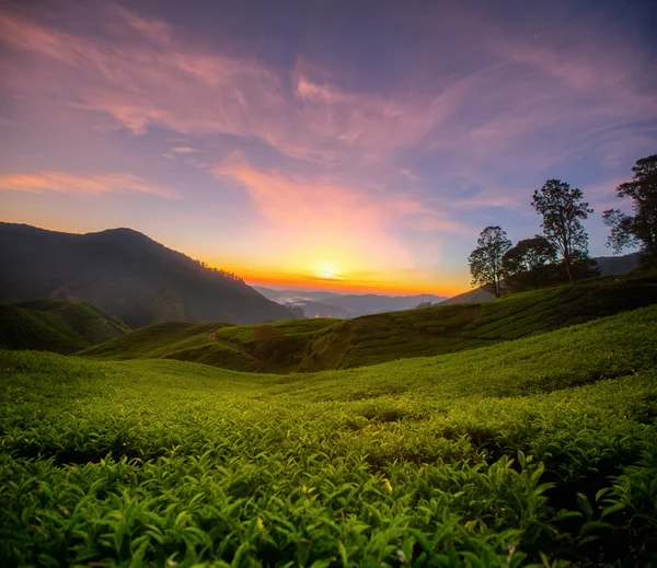 Sunris над чайной плантацией — стоковое фото