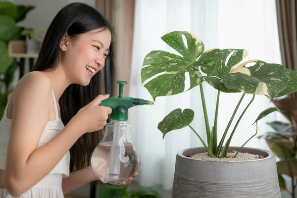 Young asian woman sprays plants in Monstera pots. Woman caring for house plant. Woman taking care of plants at her home, spraying a plant with pure water from a spray bottle