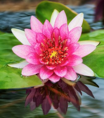 Lotus çiçeği.