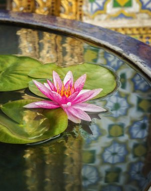 pembe lotus