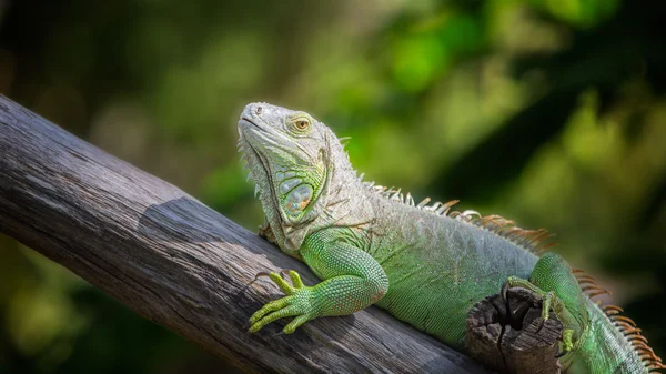 Yeşil iguana — Stok fotoğraf