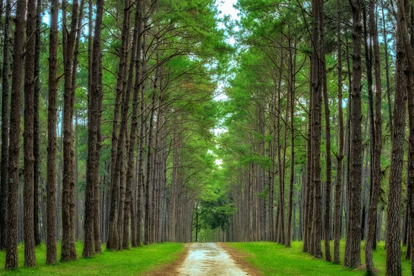 Agroforestazione di pini — Foto Stock