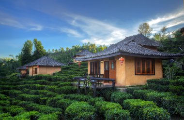 Çay plantasyon ve Ban Rak Thai kulübede