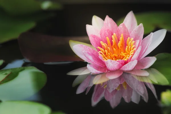 Beautiful waterlily — Stock Photo, Image