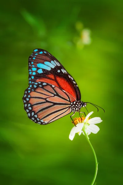 Blauer Schmetterling — Stockfoto