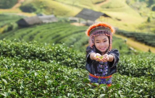 Green Tea Field i Thailand – stockfoto