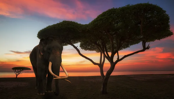 Elephant in africa and sunset — Stock Photo, Image