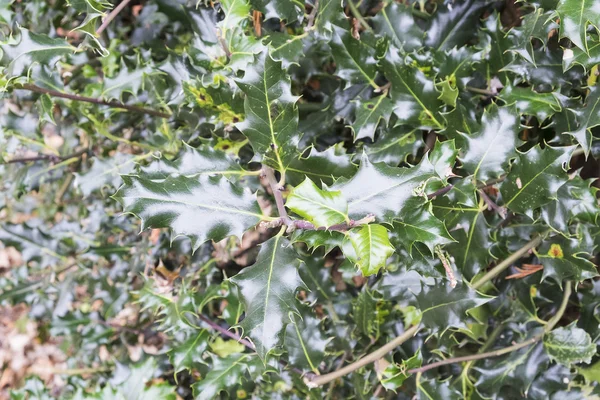 holly leaves growing on a bush