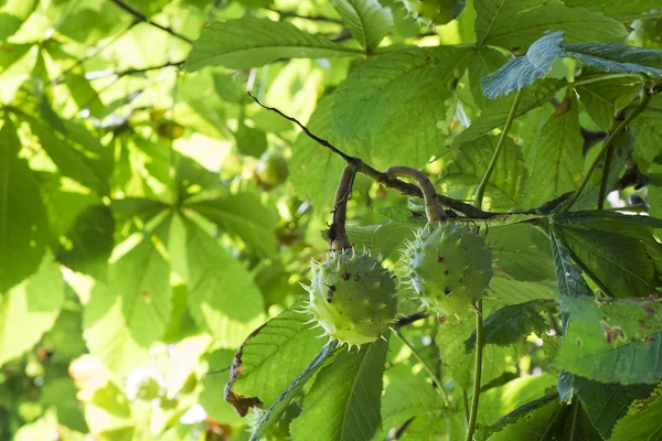 Seed case on horse chestnut tree — Stock Photo, Image