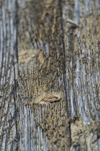 Κοντινό πλάνο ξεπερασμένο ξύλο — Φωτογραφία Αρχείου