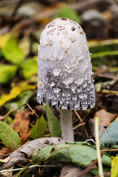 무성 한 잉크 모자 버섯 coprinus comatus 로열티 프리 스톡 이미지