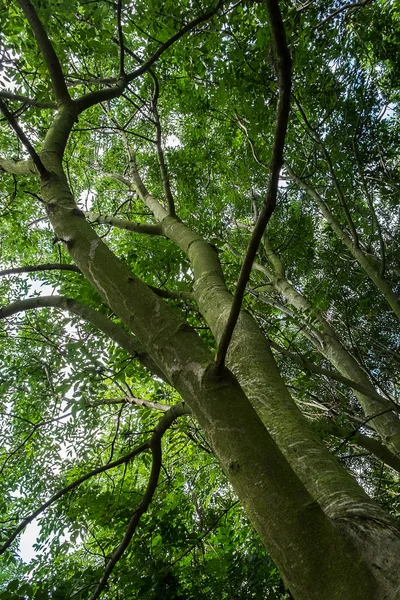 Laag standpunt shot van bomen — Stockfoto