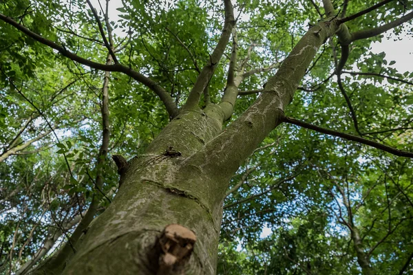 Basso punto di vista colpo di alberi — Foto Stock