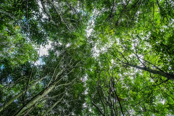 Laag standpunt shot van bomen — Stockfoto