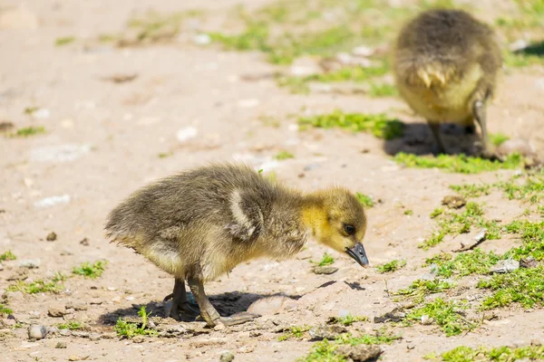 2 つの若い greylag ガチョウ — ストック写真