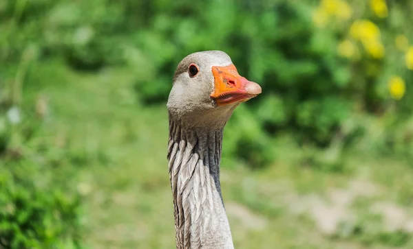 Close up of a greylag goose — Stockfoto