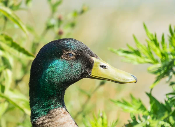 Close up profile of male mallard duck — Stockfoto