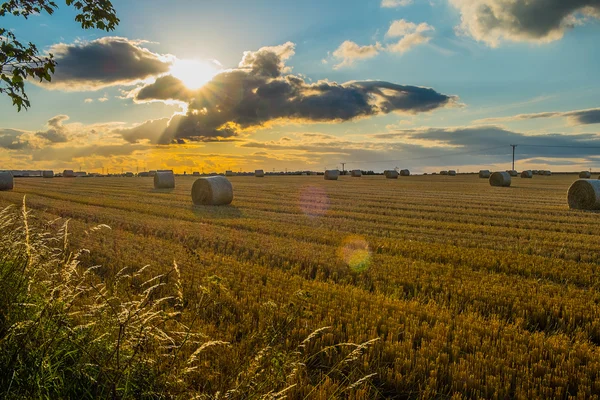 Balles de paille fraîchement coupées dans un champ au coucher du soleil avec éclat de lentille du soleil — Photo