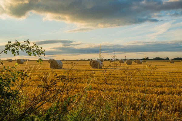 Свежеобрезанные тюки соломы в поле на закате Лицензионные Стоковые Фото