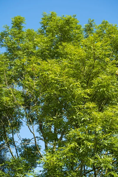 Árvore com folhas verdes — Fotografia de Stock