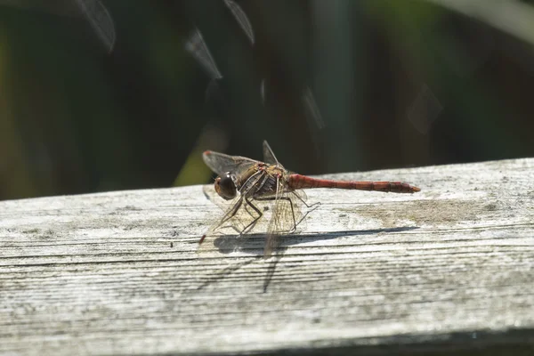 Common darter dragonfly at rest on wooden bar — Stock Photo, Image