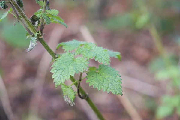 Ortie plante poussant à l'état sauvage dans les bois — Photo