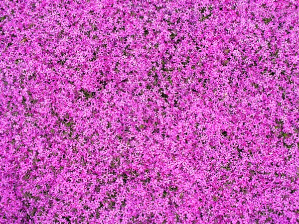 Mor çiçekler Close-Up