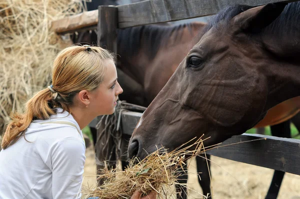 Chica alimentación caballos — Foto de Stock