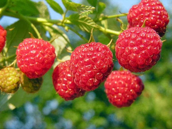特写镜头的成熟树莓 — 图库照片