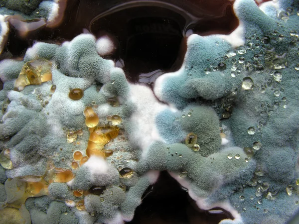 Close-up de colônias de moldes — Fotografia de Stock