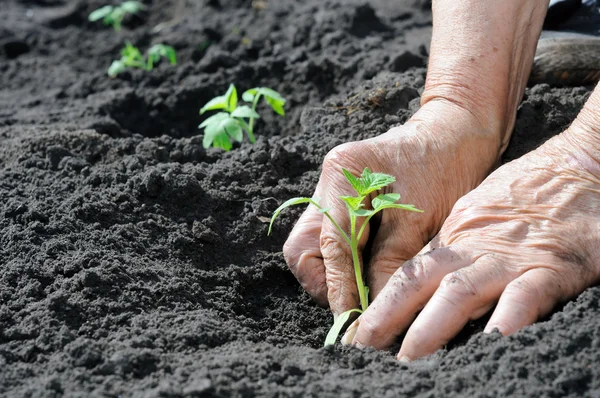 Plantar una plántula de tomates Imagen de stock