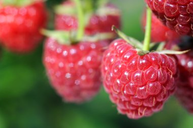 Olgun ahududu Close-Up