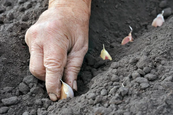 Plantar el ajo Imágenes de stock libres de derechos