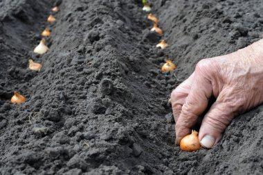 soğan ampuller dikim