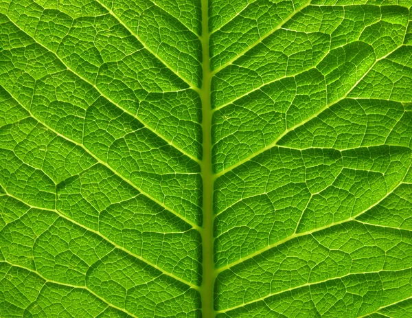 Close-up da superfície da folha — Fotografia de Stock