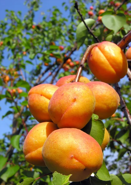 Close-up of the ripe apricots — Stock Photo, Image