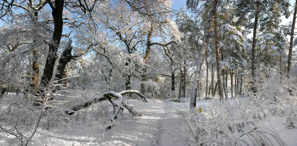 Der Winterwald — Stockfoto