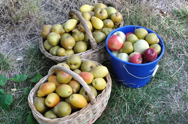 Recién Cosechados Maduros Diferentes Manzanas Orgánicas Peras Huerto Fotos de stock libres de derechos