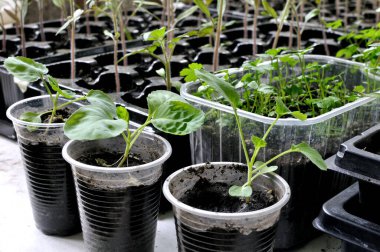 Seradaki çeşitli sebzelerin sebze bahçesine ekilmeye hazır tohumları.