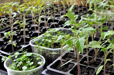 Seradaki çeşitli sebzelerin sebze bahçesine ekilmeye hazır tohumları.