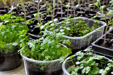 Seradaki çeşitli sebzelerin sebze bahçesine ekilmeye hazır tohumları.