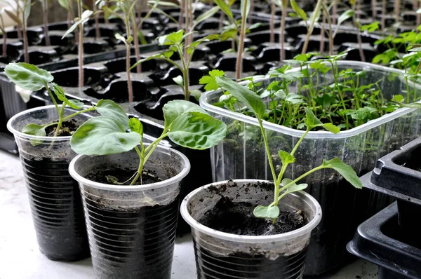 Seradaki çeşitli sebzelerin sebze bahçesine ekilmeye hazır tohumları.