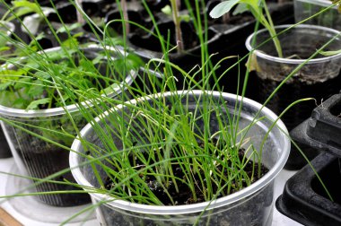 Serada sebze bahçesine ekilmeye hazır pırasa tohumlarının yakın çekimi.