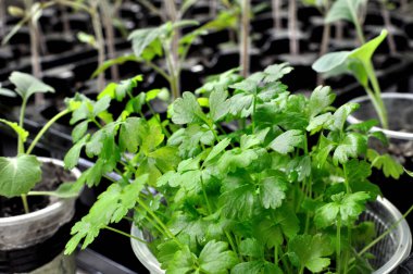 Seradaki taze kereviz tohumları sebze bahçesine ekilmeye hazır.