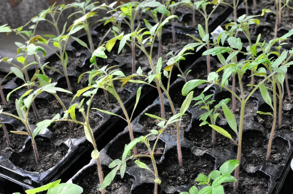 植物園に植える準備ができている温室内のトマトの苗の終わり — ストック写真