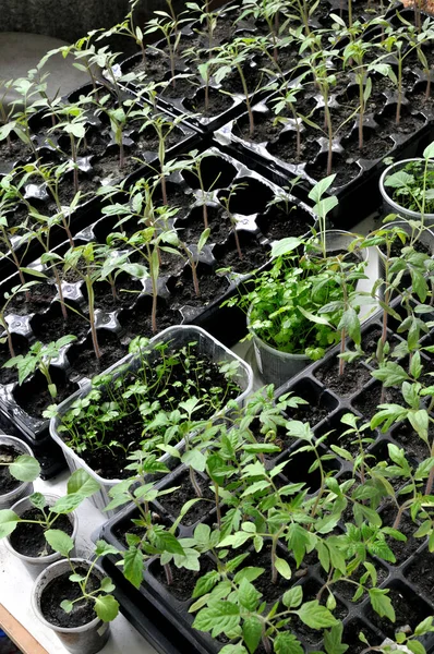 Primer Plano Las Plántulas Las Diversas Verduras Invernadero Listo Para — Foto de Stock