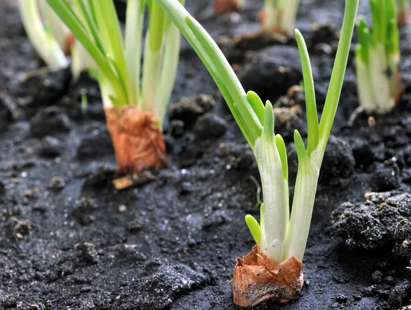 Gros Plan Sur Culture Oignon Vert Dans Potager — Photo