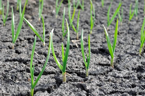 Close Garlic Plantation Drought Season Stock Image